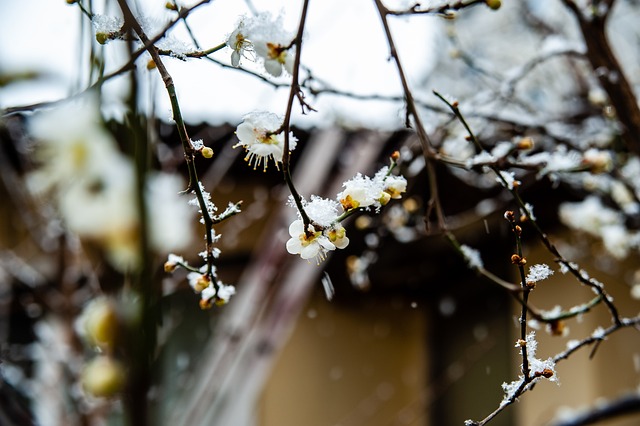 本杰明