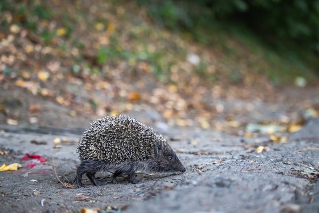 成为转会市 成为转会市